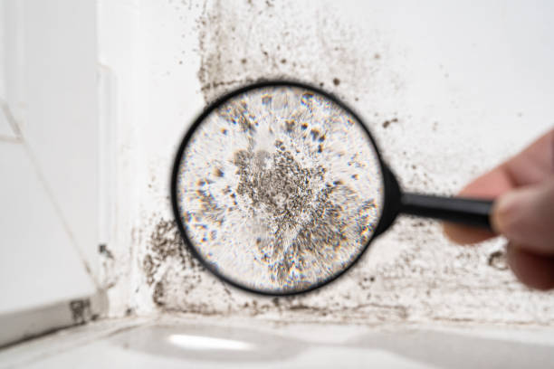 Reliable Buena Vista, GA Mold Remediation Solutions